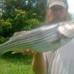 striper - Realistic Fishing