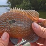 asunny - Realistic Fishing