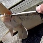 gar - Realistic Fishing