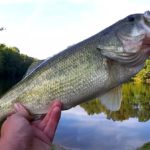 Realistic Fishing Large Mouth Bass