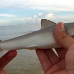 shark - Realistic Fishing