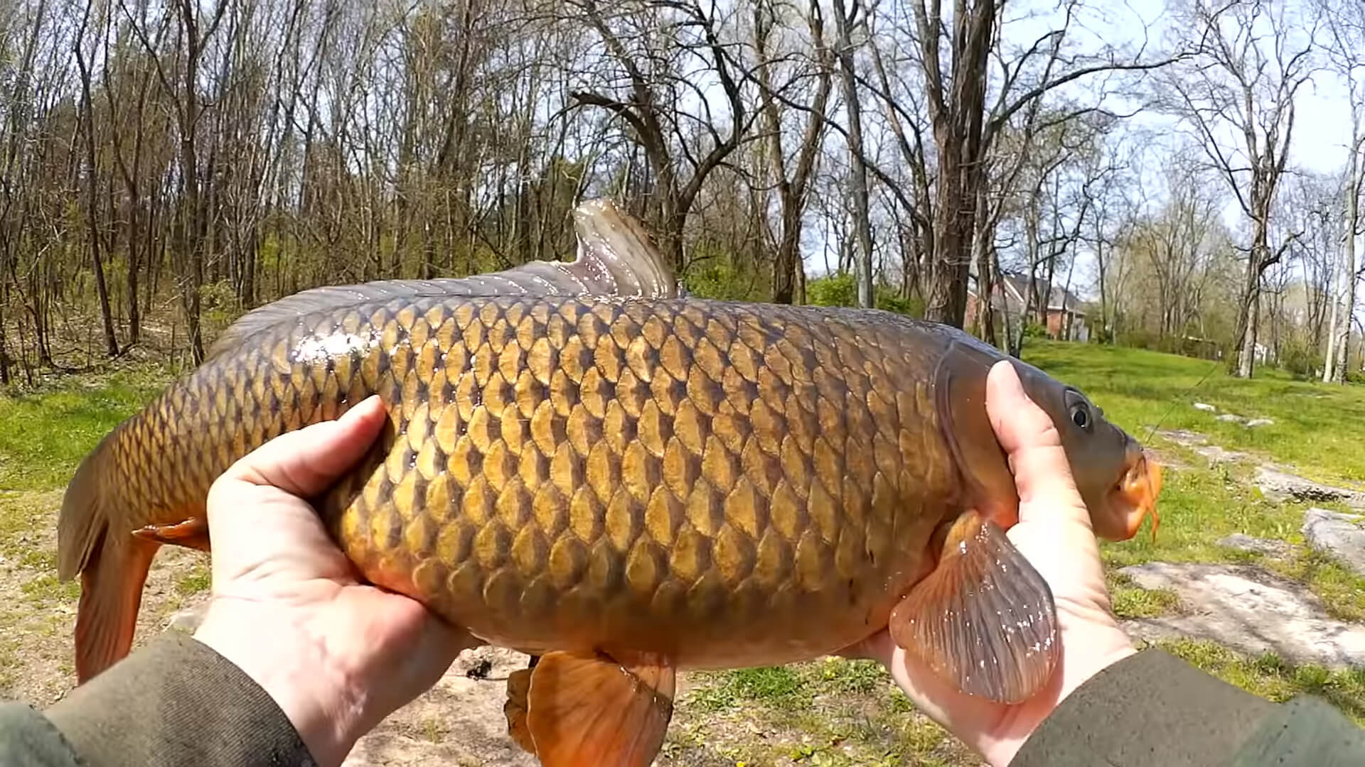 Catching Carp with Bread
