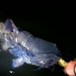 Catching Over 100 LBS of Fish in ONE NIGHT! Multiple Giants Caught