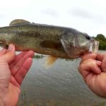 Fall Bass Fishing With a Whopper Plopper - Realistic Fishing
