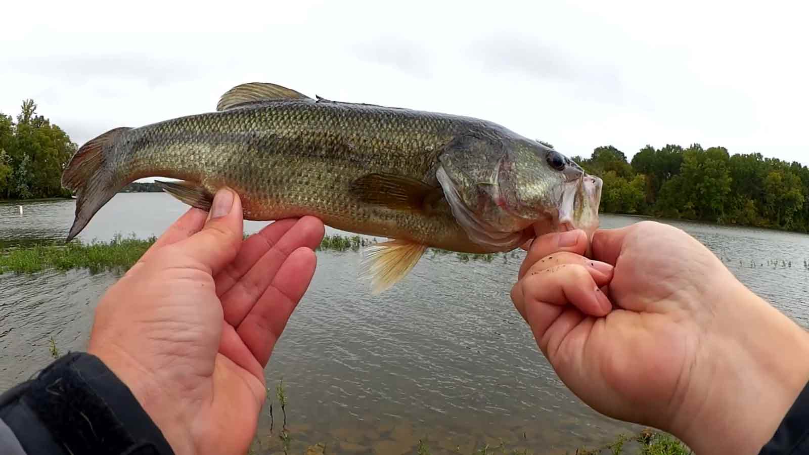 Fall Bass Fishing With a Whopper Plopper - Realistic Fishing