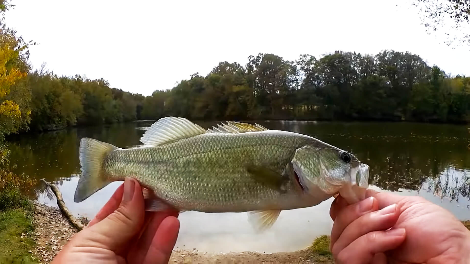 Fall Fishing for Bass and Trout - Realistic Fishing