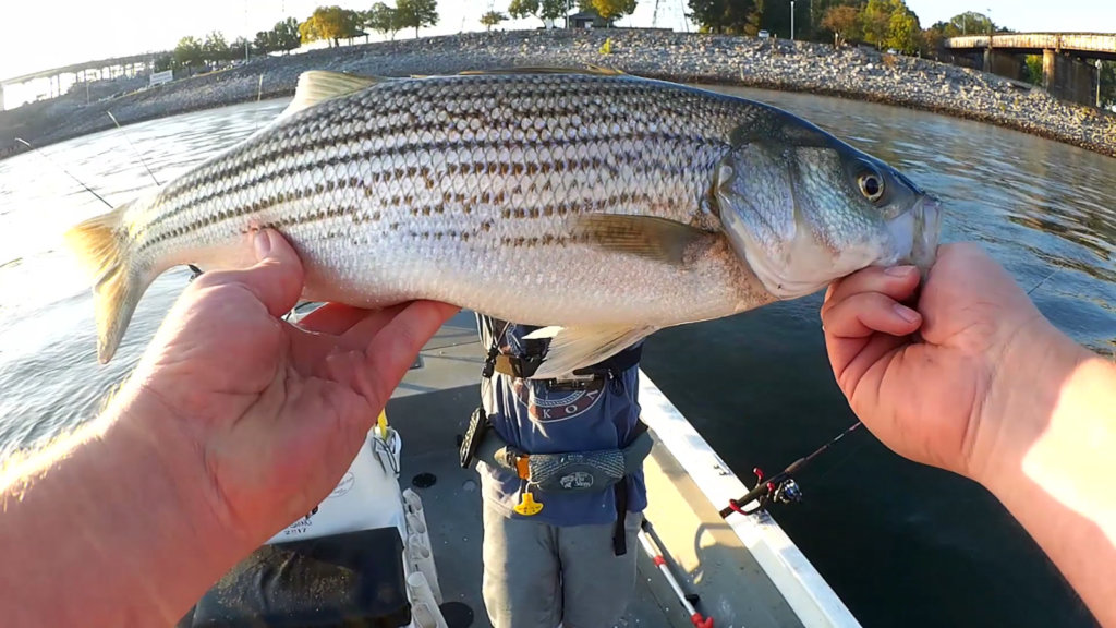 Fishing Below The Dam with Live Bait and Casting Spoons