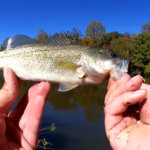 bass fishing with tiny crankbait - Realistic Fishing