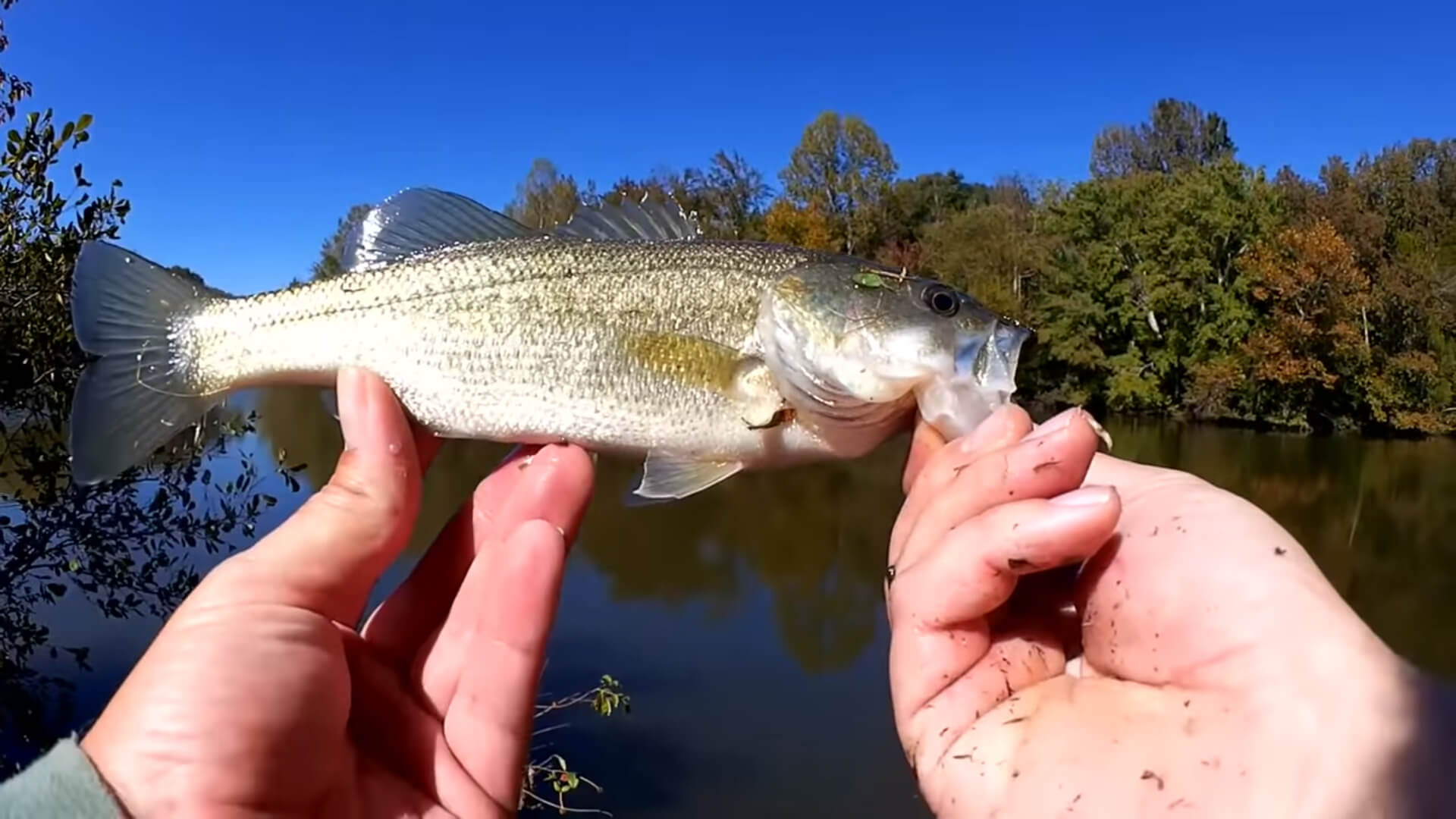 bass fishing with tiny crankbait - Realistic Fishing