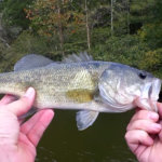 fall bass fishing with a texas rig yum money minnow - Realistic Fishing