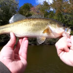 fall bass fishing with strike king red eye shad silent crankbait - Realistic Fishing