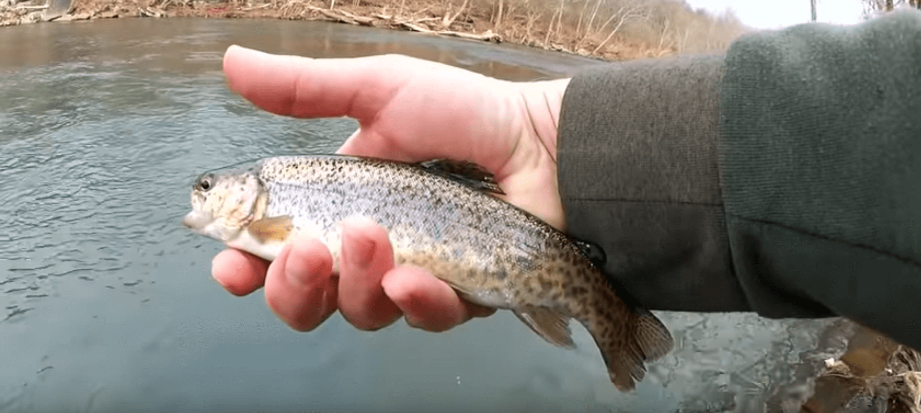 float rig vs bottom rig trout fishing with power eggs and gulp worms - Realistic Fishing