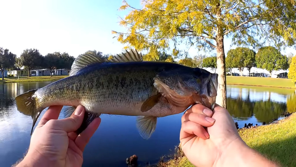 first pond fishing video on realistic fishing bass fishing new pond - Realistic Fishing