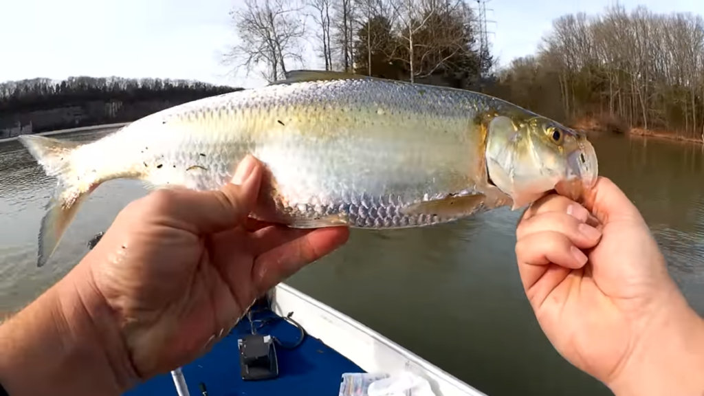 winter fishing from boat catching largemouth bass white bass - Realistic Fishing