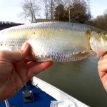 winter fishing from boat catching largemouth bass white bass - Realistic Fishing