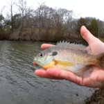 can you catch fish from the bank in winter - Realistic Fishing