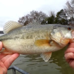 Bass Fishing with Cheap Fishing Lures from WalMart Ozark Trail - Realistic Fishing