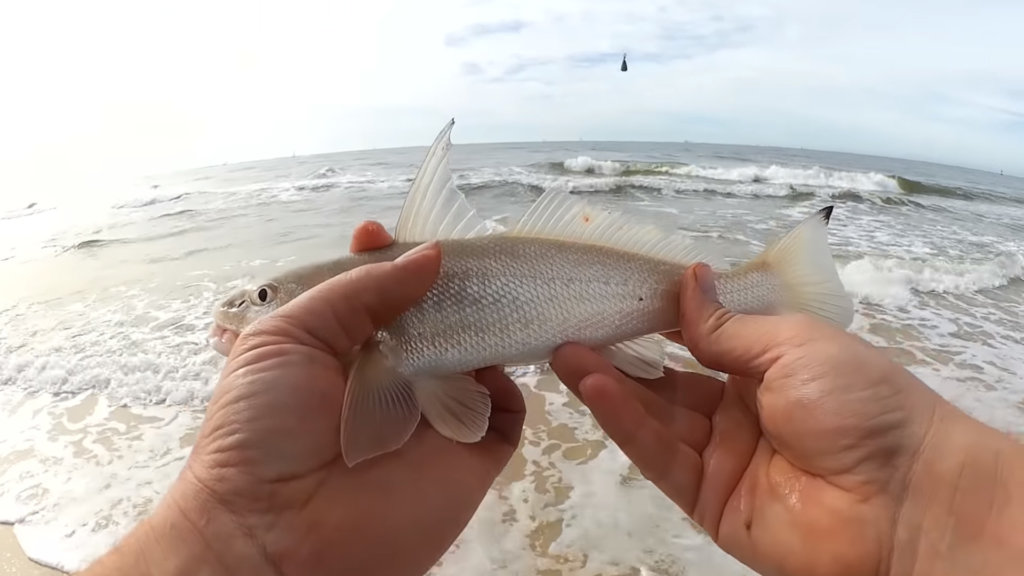 Beginner Surf Fishing Winter Fishing at the Beach with Shrimp - Realistic Fishing