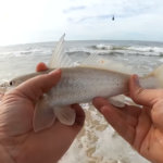 Beginner Surf Fishing Winter Fishing at the Beach with Shrimp - Realistic Fishing