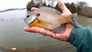 How to Catch Big Bluegill on Crappie Nibbles Beginner Level Fishing - Realistic Fishing