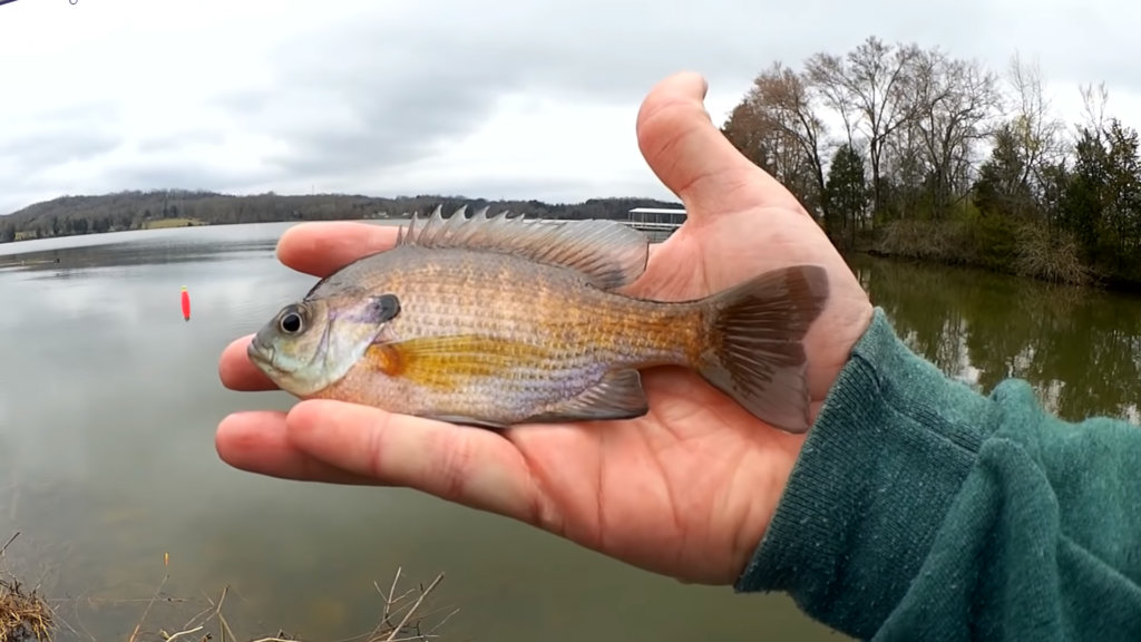 Spring Fishing During a Cold Front Tricky Fishing in Tough Conditions - Realistic Fishing