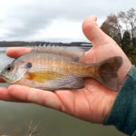 Spring Fishing During a Cold Front Tricky Fishing in Tough Conditions - Realistic Fishing