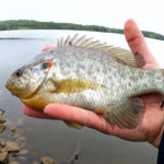 When is a Good Time to Catch BIG Bluegill and Sunfish from the Bank - Realistic Fishing