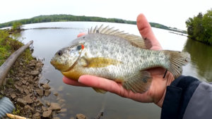 When is a Good Time to Catch BIG Bluegill and Sunfish from the Bank - Realistic Fishing