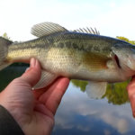 1 Dollar Creature Bait vs 12 Dollar Whopper Plopper Cheap Lures Catch Bass Too - Realistic Fishing