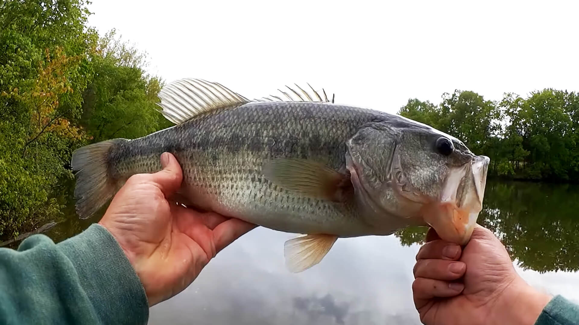 Easy Bass Fishing from the Bank with a Crankbait and Texas Rig - Realistic Fishing