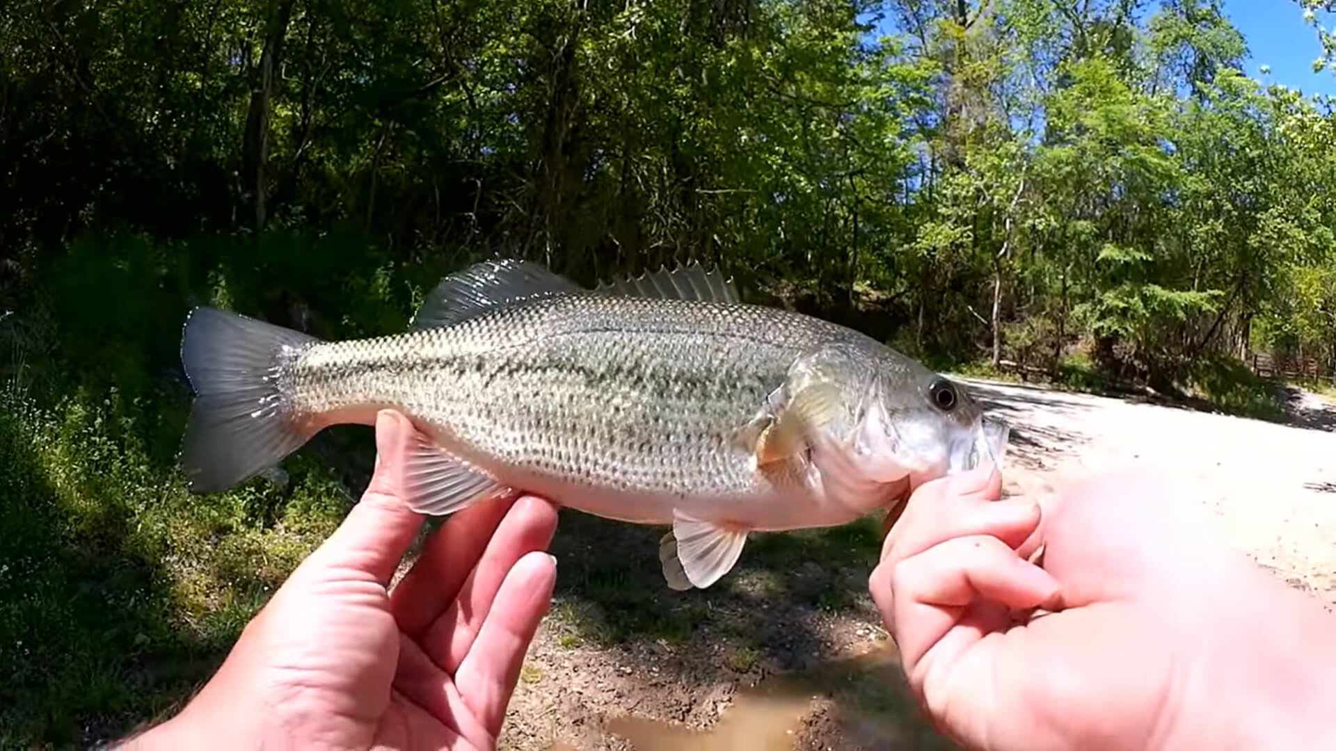 Bass Fishing with a Texas Rig PowerBait Pit Boss Beginner Tips - Realistic Fishing