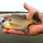 Theres NOTHING WRONG With Fishing for BLUEGILL No Shame in Panfishing - Realistic Fishing