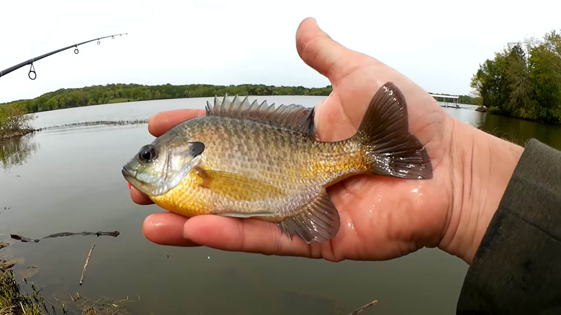 Theres NOTHING WRONG With Fishing for BLUEGILL No Shame in Panfishing - Realistic Fishing