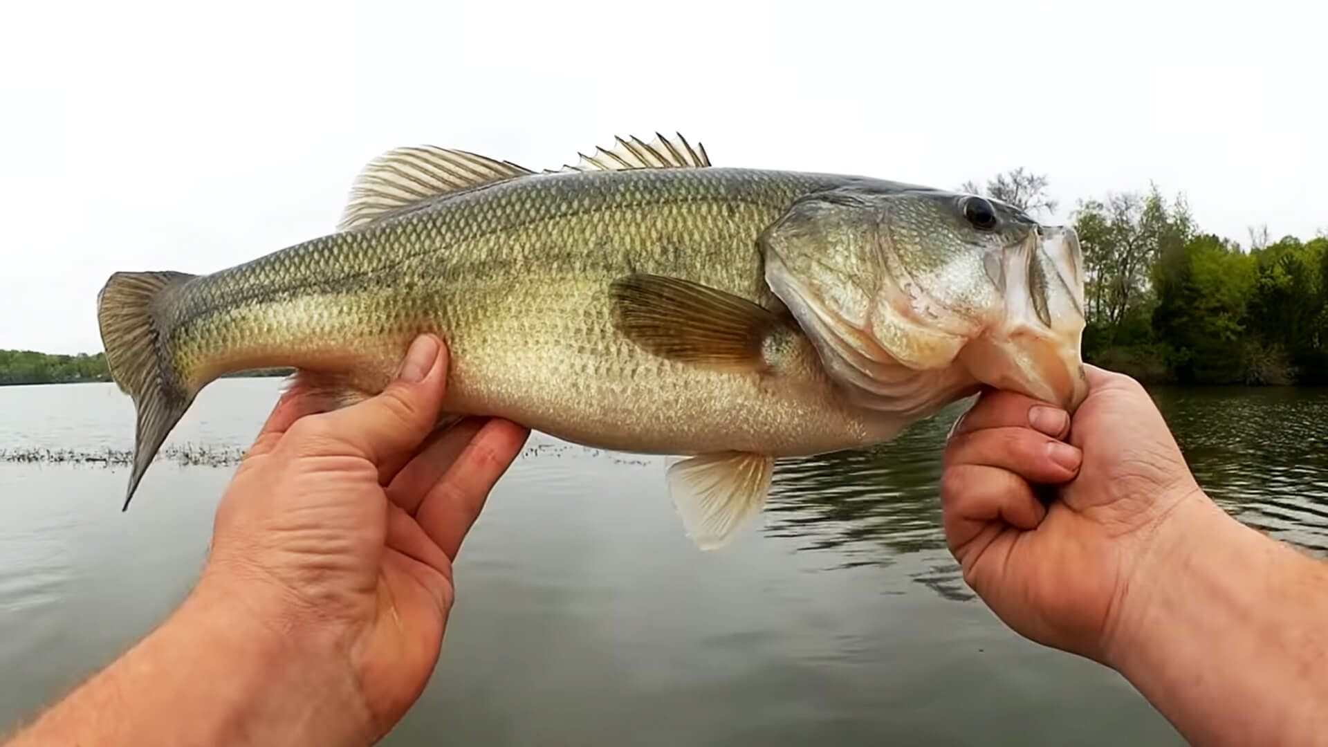 Topwater Bass Fishing Weightless Fluke vs Popper Spring Bass Fishing - Realistic Fishing