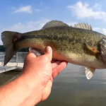 Finesse Bass Fishing From The Bank Easy Light Tackle Bass Fishing - Realistic Fishing