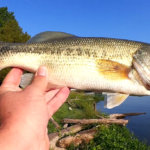 Testing a New Bass Fishing Lure FUZZY Craw Big Fish Catch Surprise - Rabid Baits Craw