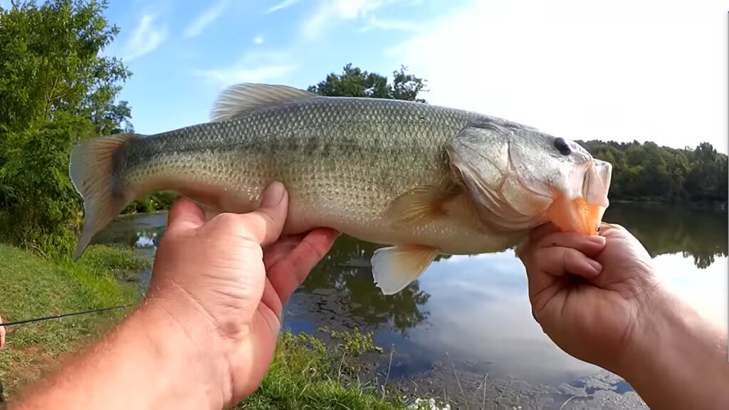 Bass Fishing My Home Lake With a Subscriber From California - Realistic Fishing
