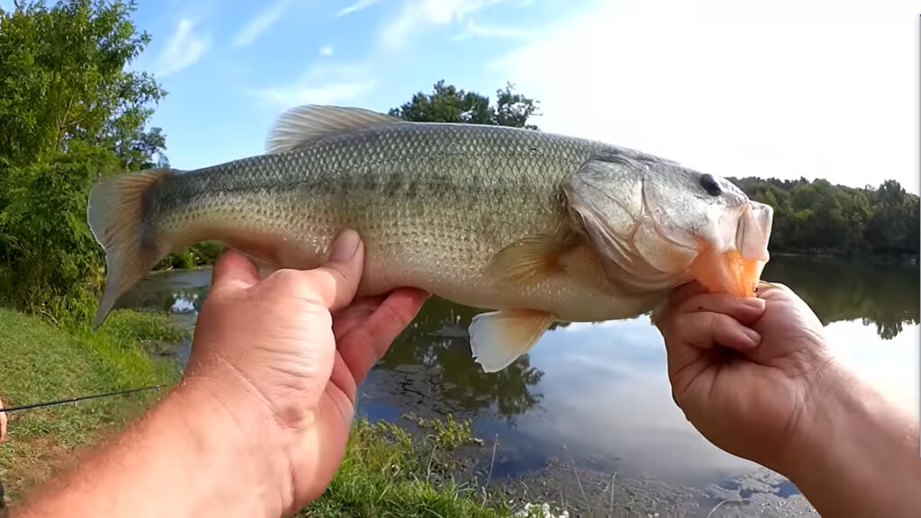 Summer Bank Fishing for Bass with a 4 Inch YUM Dinger (Wacky Rig) 