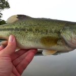 Realistic Bass Fishing with Texas Rig Soft Plastic Craws Craw Fatty Havoc Bass - Realistic Fishing