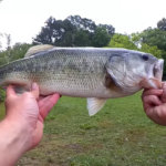 Realistic Bass Fishing with a Trout Magnet a Beetle Spin and a Texas Rig - Realistic Fishing