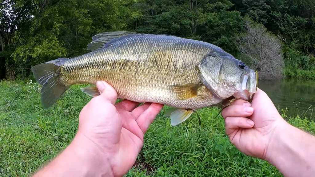 Bass Fishing in a Pond with a Spinner and Crankbait Summer Bass - Realistic Fishing