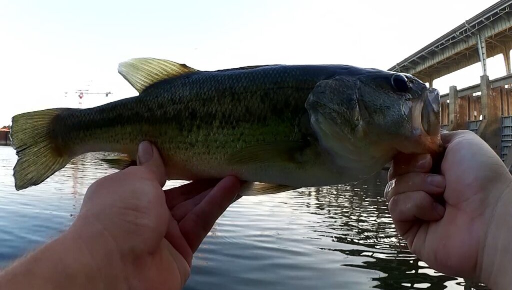 Easy Bass Fishing Rigs for Beginners - Texas Rig & Wacky Rig