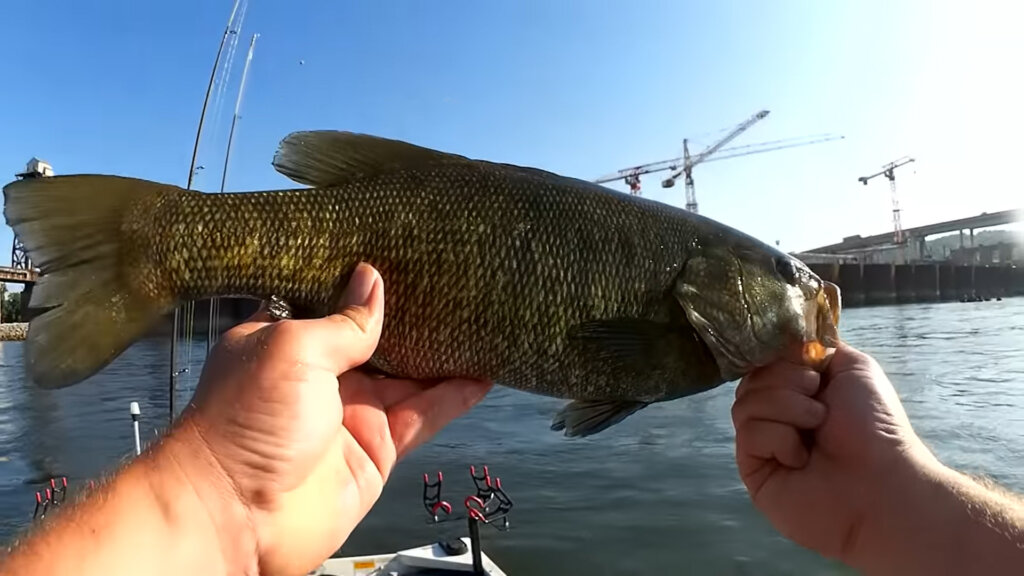 Bass Fishing with a Yamamoto Senko - Realistic Bank Fishing Tips! 