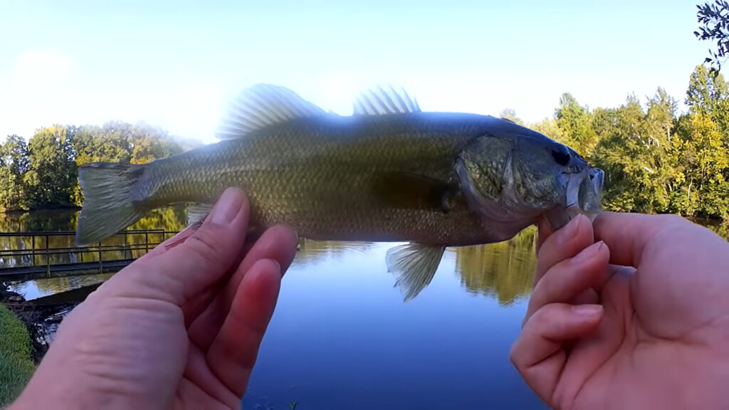 Desperate Fishing for Summer Bass and Bluegill - Realistic Fishing