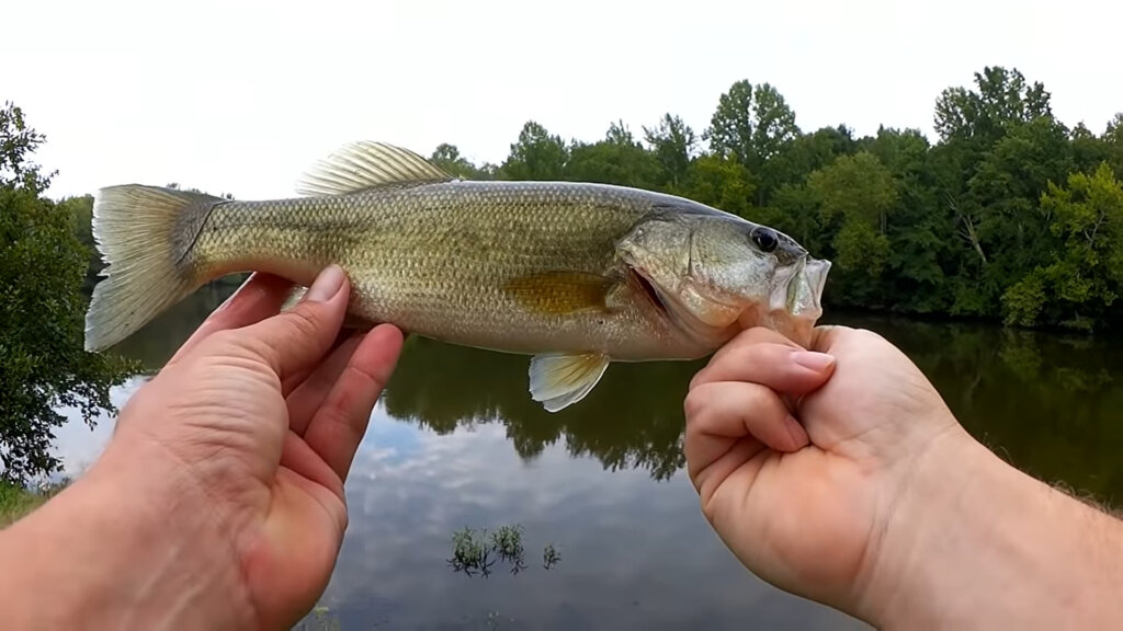 Summer Bank Fishing for Bass with a 4 Inch YUM Dinger (Wacky Rig) 