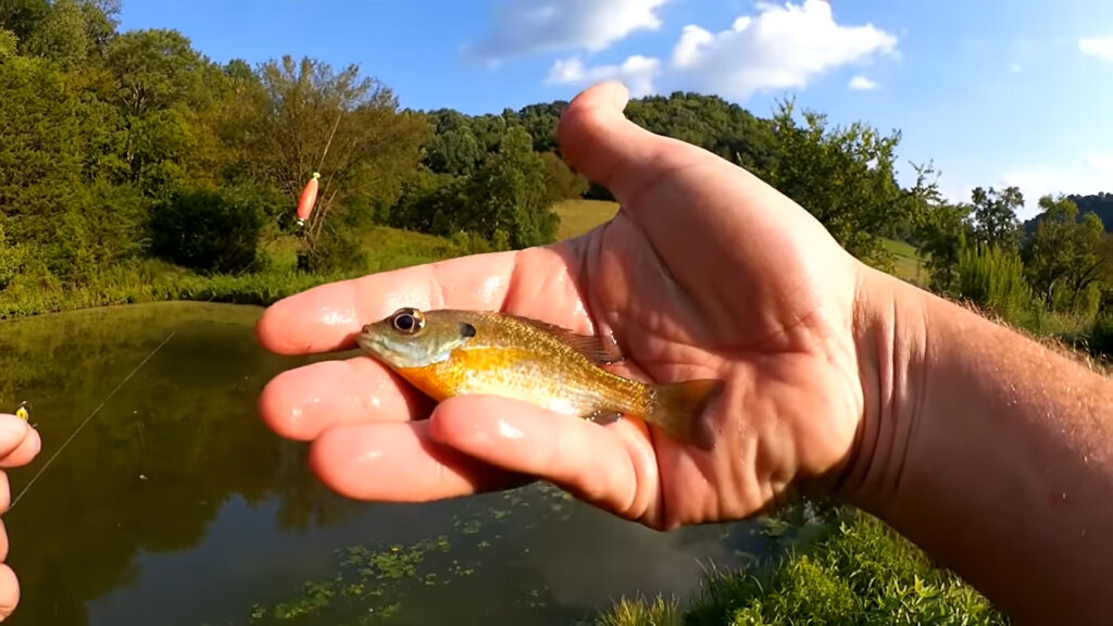 Bluegill Fishing With Small Soft Plastics, Pond Fishing with Artificial  Lures