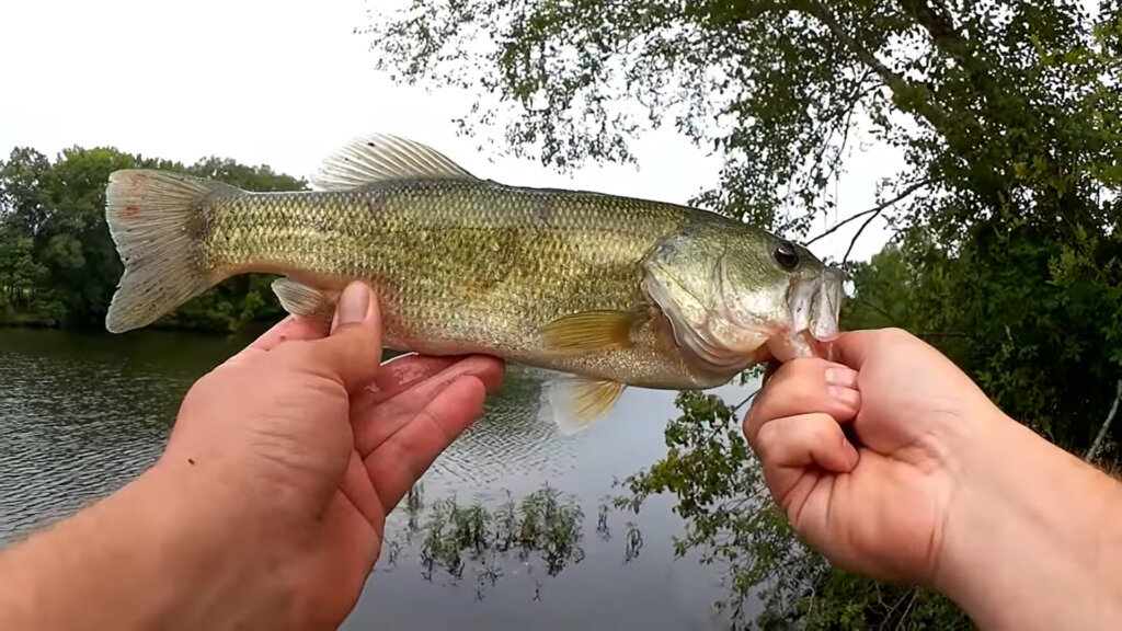Summer Bank Fishing for Bass with a 4 Inch YUM Dinger Wacky Rig - Realistic Fishing