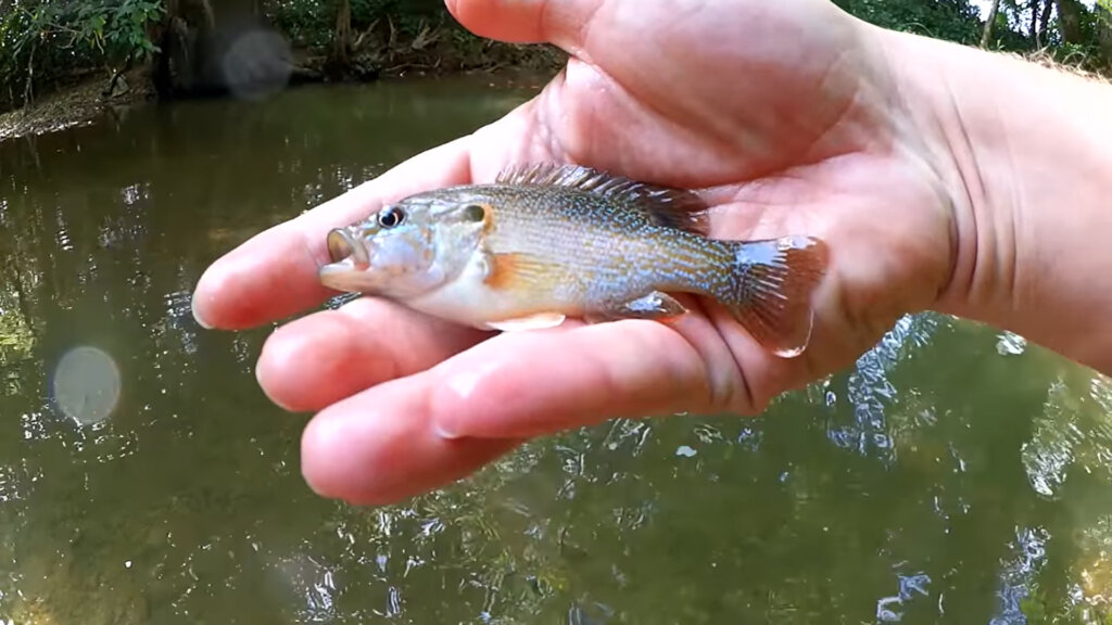 Which Bait is Best for Fishing in a Small Creek? - Realistic Fishing