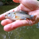 Which Creek Fishing Bait is the Best Summer Fishing in a Small Creek - Realistic Fishing