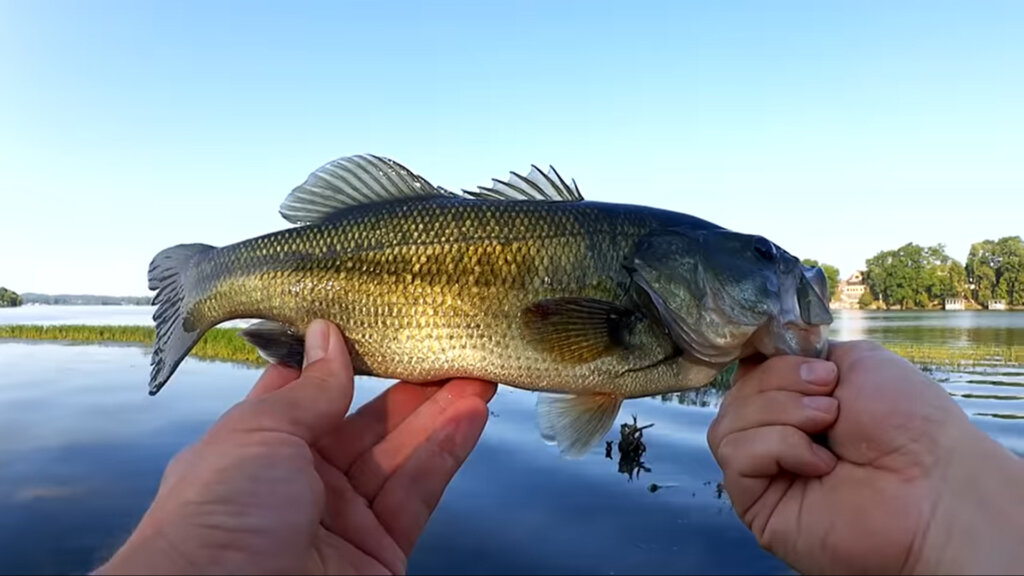 Bass Fishing with 30 Year Old Lures Texas Rig Fishing a Craw Worm - Realistic Fishing